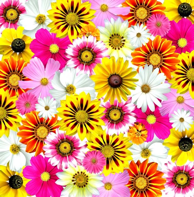 Floral Design 06–Flowers Colorful Summer Flora