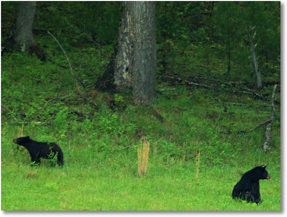 cades cove black bears