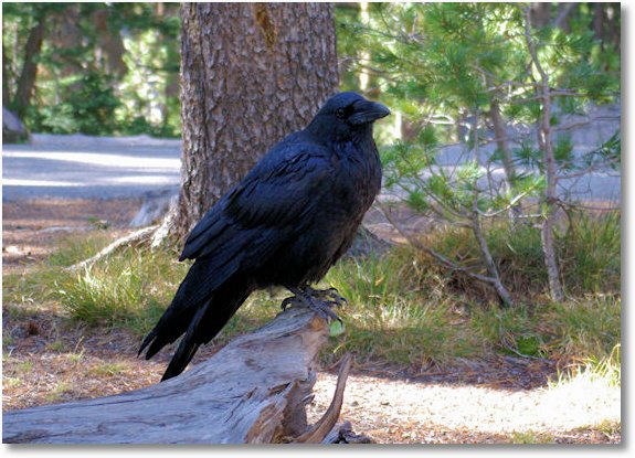 september 15 2007, raven, yellowstone national park