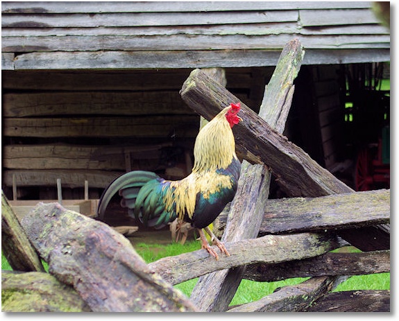 Chicken at Mountain Farm Museum, Great Smoky Mountains National Park, near Cherokee, North Carolina 5-6-09