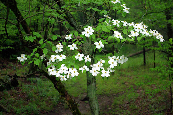 Dogwood blossoms at Elmont Campground, Great Smoky Mountains National Park, Tennessee, 5-3-09