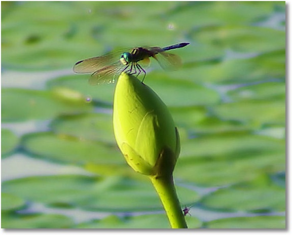 Dragon fly on water lilly bud; Petit Jean State Park, Arkansas 7 26 08