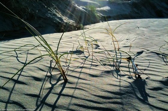 Dune grasses strive for life in shifting sands. Morro Strand State Beach scene taken from the Back Dunes 08Oct2011