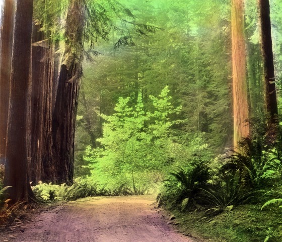 Redwood highway-California
