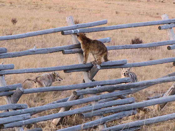 A standoff between a cougar and coyotes.