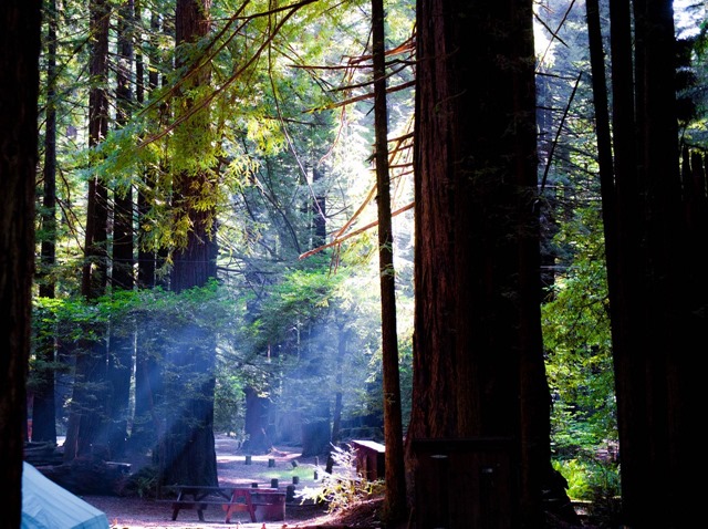 Campground-in-the-redwoods-near-the-Oregon-coast-March-8-2010