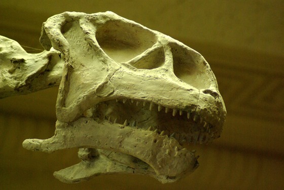 Dinosaur skull, Museum of Nature and Science, Fair Park, Dallas, Texas