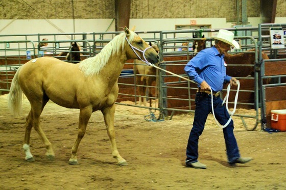 Horse Auction. Great Falls, Montana, September 2, 2007