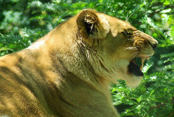 Lioness, Henry Vilas Zoo, Madison, Wisconsin, , June 11, 2007
