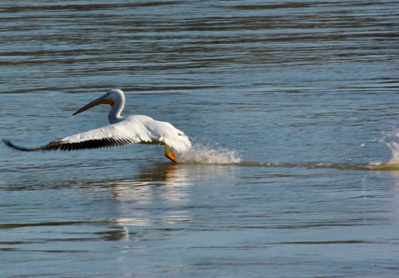 Pelican taking flight, Arkansas River below Dardanelle Dam, February 15, 2007