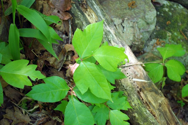 Poison ivy, Cedar Falls Trail, Petit Jean State Park, Arkansas