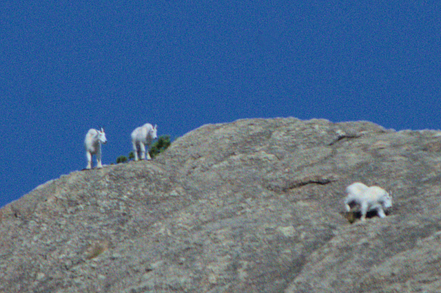 Mountain Goats, Custer State Park, South Dakota, August 2014