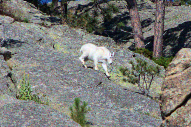 Mountain Goat, Custer State Park, South Dakota, August 