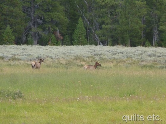 Elk, Yellowstone National Park, Wyoming, August 18, 2014