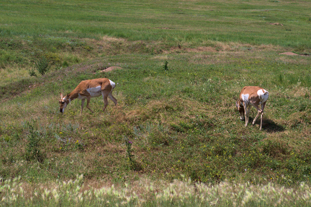 Antelope, Either Wind Cave National Park or Custer State Park, South Dakota, August 8, 2014