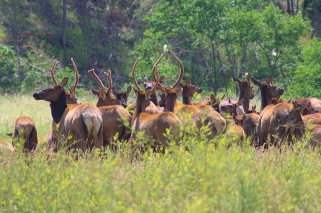 Elk, Custer State Park, South Dakota, August 8, 2014