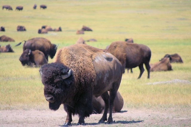 Buffalo (bison), Badlands National Park, South Dakota, August 11, 2014