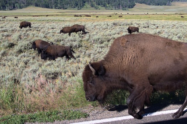 Buffalo (American bison), Lamar Valley, Yellowstone National Park, Wyoming, August 15, 2014
