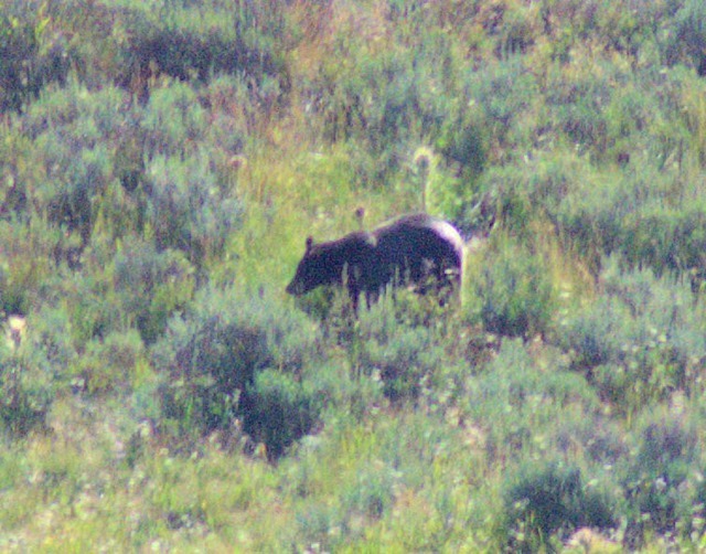 Grizzly Bear, Hayden Valley, Yellowstone National Park, Wyoming, August 15, 2014