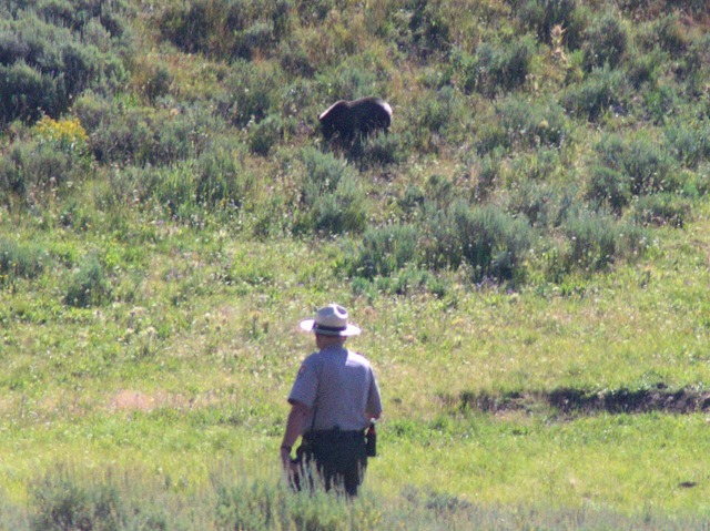 Grizzly Bear and park ranger, Hayden Valley, Yellowstone National Park, Wyoming, August 15, 2014
