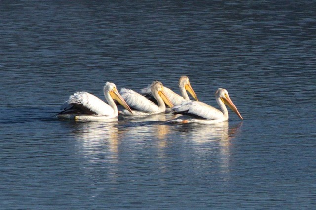 Pelicans, Yellowstone River, Hayden Valley, Yellowstone National Park, August 16, 2014