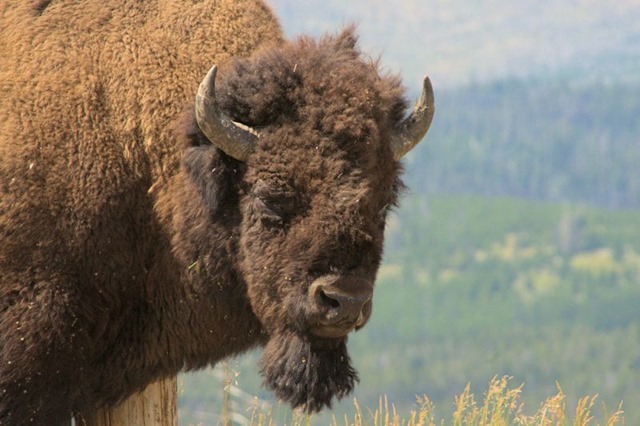 Bull buffalo (American bison), Chittenden Road viewpoint, Yellowstone National Park, Wyoming, August 18, 2014