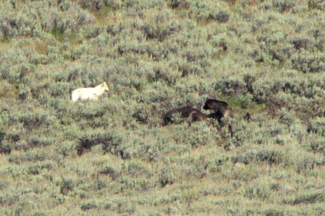 Wolf vs. Grizzly Bear encounter, Yellowstone National Park, Wyoming, August 19, 2014