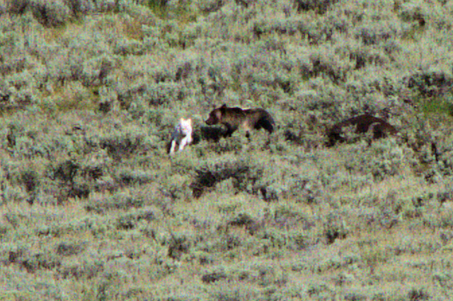Wolf vs. Grizzly Bear encounter, Yellowstone National Park, Wyoming, August 19, 2014