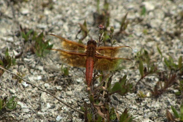 Dragonfly, Firehole Lake area, Yellowstone National Park, Wyoming, August 19, 2014