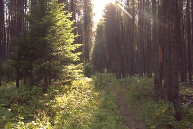 Trail through wood to  Apgar Village, Glacier National Park, Montana, August 25, 2014