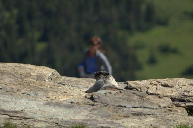 Hoary Marmot, Hanging Gardens Trail to Hidden lake Overlook, Glacier National Park, Montana, August 27, 2014