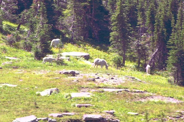 Mountain Goats, Hanging Gardens Trail to Hidden lake Overlook, Glacier National Park, Montana, August 27, 2014