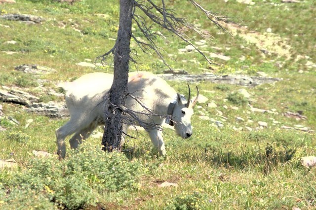 Mountain Goat, Hanging Gardens Trail to Hidden lake Overlook, Glacier National Park, Montana, August 27, 2014