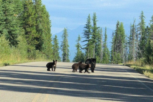 Black bears, Glacier National Park, Montana, August 28, 2014