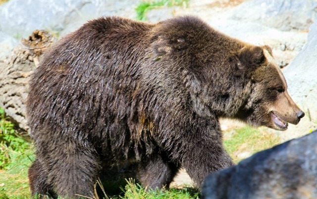 Grizzly Bear image form Wikipedia
