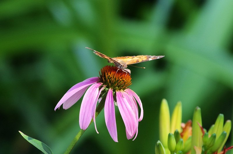 Butterfly and Purple Coneflower, West-Central Arkansas, June 25, 2011