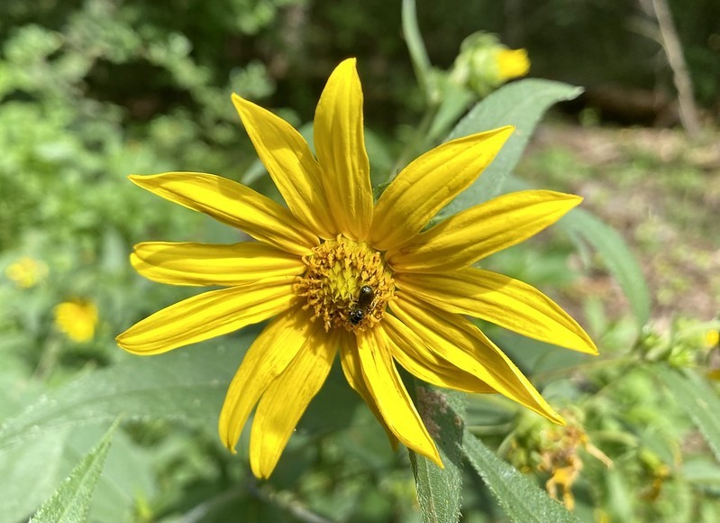 The woodland sunflower is an herby perennial flower in the sunflower family. These showy yellow flowers thrive in part sun to full sun and hybridize easily. They spread through creeping rhizomes and seeds and may become invasive. The seeds are an excellent source of food for wild birds.