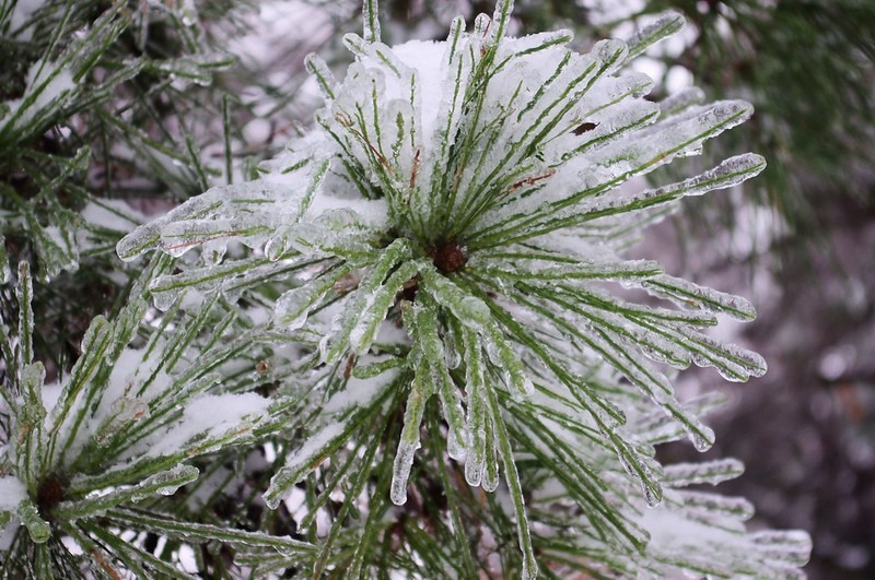 Iced Pine Needles - West Central Arkansas - After the early December 2013 Ice & Snow Storm