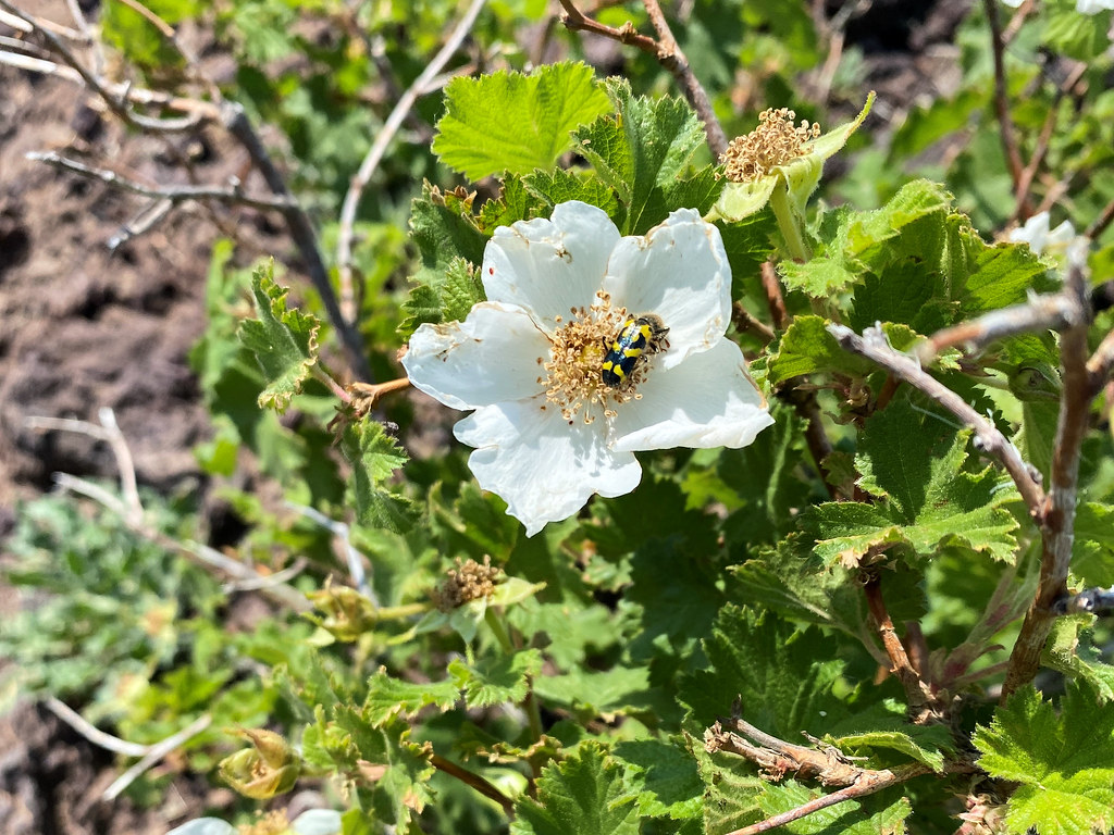 New Mexico raspberry, Rubus neomexicanus, Capulin Volcano National Monument in New Mexico, June 13, 2021
