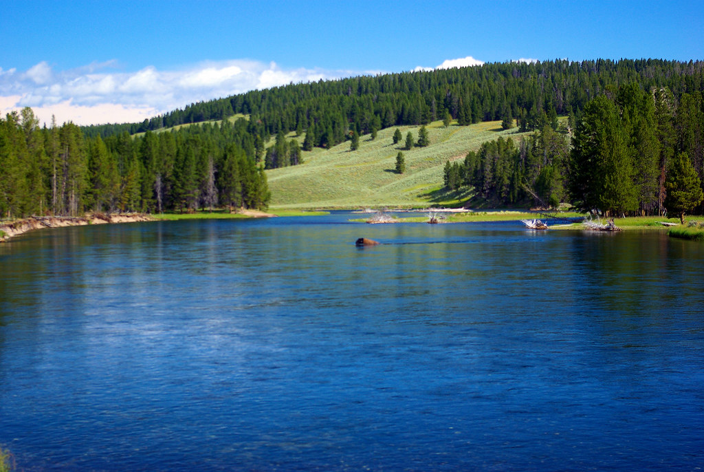 Buffalo crossing river at Nez Perce Ford, Yellowstone River, Yellowstone National Park (a UNESCO World Heritage Site), Wyoming, August 7, 2010 (Pentax K10D)