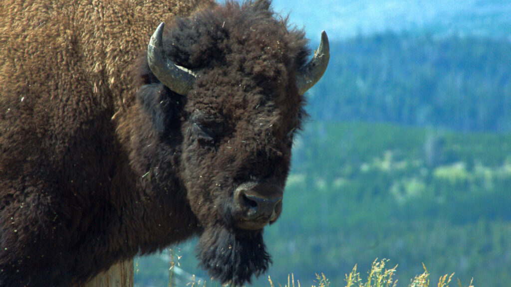 Bull bison (buffalo) on Mt. Washburn, Yellowstone National Park (a UNESCO World Heritage Site), Wyoming, August 18, 2014