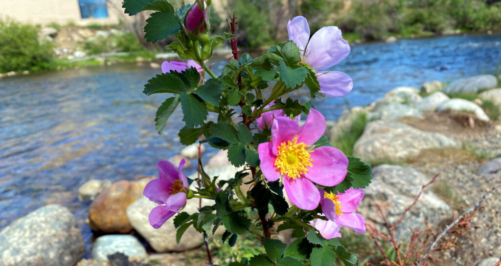 Woods' rose bush on the bank of the Blue River, Silverthorne, Colorado, June 20, 2021