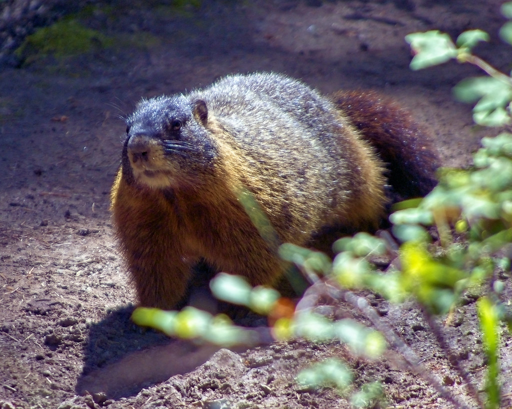 Yellow-bellied marmot, String Lake Trail, Grand Teton National Park, September 4, 2014